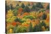Canada, Ontario, Algonquin Provincial Park. Hill in Autumn Foliage-Jaynes Gallery-Stretched Canvas