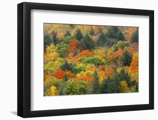 Canada, Ontario, Algonquin Provincial Park. Hill in Autumn Foliage-Jaynes Gallery-Framed Photographic Print