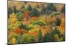 Canada, Ontario, Algonquin Provincial Park. Hill in Autumn Foliage-Jaynes Gallery-Mounted Photographic Print