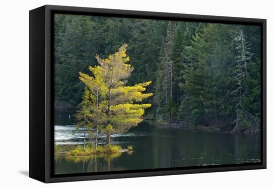 Canada, Ontario, Algonquin Provincial Park. Trees and Mew Lake-Jaynes Gallery-Framed Stretched Canvas