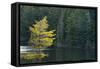 Canada, Ontario, Algonquin Provincial Park. Trees and Mew Lake-Jaynes Gallery-Framed Stretched Canvas