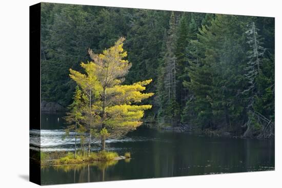 Canada, Ontario, Algonquin Provincial Park. Trees and Mew Lake-Jaynes Gallery-Stretched Canvas