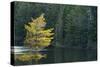 Canada, Ontario, Algonquin Provincial Park. Trees and Mew Lake-Jaynes Gallery-Stretched Canvas