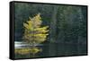 Canada, Ontario, Algonquin Provincial Park. Trees and Mew Lake-Jaynes Gallery-Framed Stretched Canvas