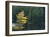 Canada, Ontario, Algonquin Provincial Park. Trees and Mew Lake-Jaynes Gallery-Framed Photographic Print