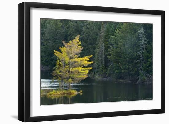 Canada, Ontario, Algonquin Provincial Park. Trees and Mew Lake-Jaynes Gallery-Framed Photographic Print