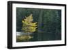 Canada, Ontario, Algonquin Provincial Park. Trees and Mew Lake-Jaynes Gallery-Framed Photographic Print
