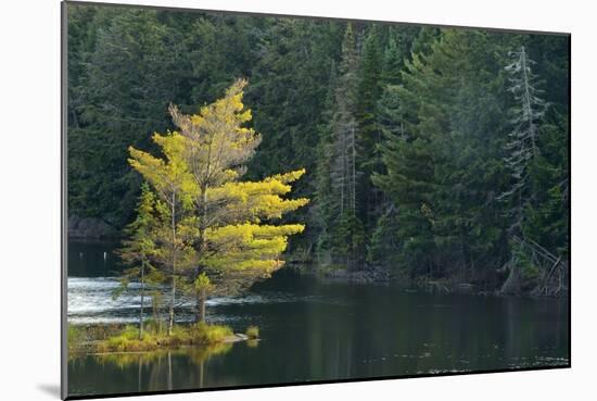 Canada, Ontario, Algonquin Provincial Park. Trees and Mew Lake-Jaynes Gallery-Mounted Photographic Print