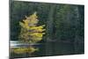 Canada, Ontario, Algonquin Provincial Park. Trees and Mew Lake-Jaynes Gallery-Mounted Photographic Print