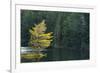 Canada, Ontario, Algonquin Provincial Park. Trees and Mew Lake-Jaynes Gallery-Framed Photographic Print