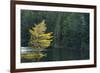 Canada, Ontario, Algonquin Provincial Park. Trees and Mew Lake-Jaynes Gallery-Framed Photographic Print