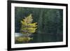 Canada, Ontario, Algonquin Provincial Park. Trees and Mew Lake-Jaynes Gallery-Framed Photographic Print