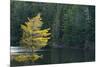 Canada, Ontario, Algonquin Provincial Park. Trees and Mew Lake-Jaynes Gallery-Mounted Photographic Print