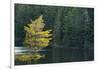 Canada, Ontario, Algonquin Provincial Park. Trees and Mew Lake-Jaynes Gallery-Framed Photographic Print