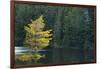 Canada, Ontario, Algonquin Provincial Park. Trees and Mew Lake-Jaynes Gallery-Framed Photographic Print