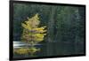 Canada, Ontario, Algonquin Provincial Park. Trees and Mew Lake-Jaynes Gallery-Framed Photographic Print