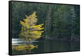 Canada, Ontario, Algonquin Provincial Park. Trees and Mew Lake-Jaynes Gallery-Framed Stretched Canvas