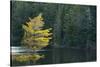 Canada, Ontario, Algonquin Provincial Park. Trees and Mew Lake-Jaynes Gallery-Stretched Canvas