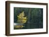 Canada, Ontario, Algonquin Provincial Park. Trees and Mew Lake-Jaynes Gallery-Framed Photographic Print