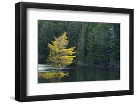 Canada, Ontario, Algonquin Provincial Park. Trees and Mew Lake-Jaynes Gallery-Framed Photographic Print