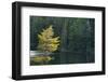 Canada, Ontario, Algonquin Provincial Park. Trees and Mew Lake-Jaynes Gallery-Framed Photographic Print