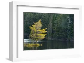 Canada, Ontario, Algonquin Provincial Park. Trees and Mew Lake-Jaynes Gallery-Framed Photographic Print