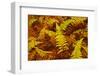 Canada, Ontario, Baysville. Wood Ferns in Autumn-Jaynes Gallery-Framed Photographic Print