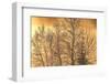 Canada, Ontario, Ear Falls. Poplar Trees in Hoarfrost at Sunrise-Jaynes Gallery-Framed Photographic Print