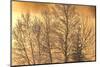 Canada, Ontario, Ear Falls. Poplar Trees in Hoarfrost at Sunrise-Jaynes Gallery-Mounted Photographic Print