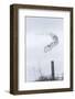 Canada, Ontario. Female snowy owl in flight.-Jaynes Gallery-Framed Photographic Print