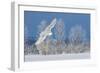 Canada, Ontario. Female snowy owl in flight.-Jaynes Gallery-Framed Photographic Print