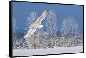 Canada, Ontario. Female snowy owl in flight.-Jaynes Gallery-Framed Stretched Canvas