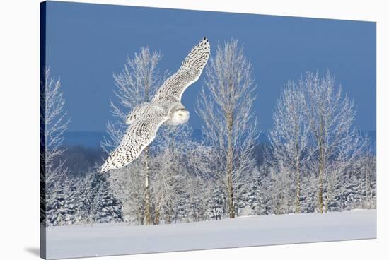 Canada, Ontario. Female snowy owl in flight.-Jaynes Gallery-Stretched Canvas