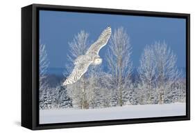 Canada, Ontario. Female snowy owl in flight.-Jaynes Gallery-Framed Stretched Canvas