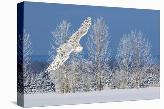 Canada, Ontario. Female snowy owl in flight.-Jaynes Gallery-Stretched Canvas