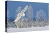 Canada, Ontario. Female snowy owl in flight.-Jaynes Gallery-Stretched Canvas