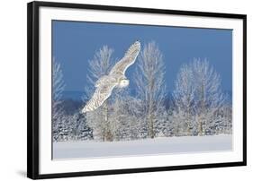 Canada, Ontario. Female snowy owl in flight.-Jaynes Gallery-Framed Photographic Print