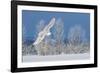 Canada, Ontario. Female snowy owl in flight.-Jaynes Gallery-Framed Photographic Print