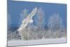 Canada, Ontario. Female snowy owl in flight.-Jaynes Gallery-Mounted Photographic Print