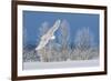 Canada, Ontario. Female snowy owl in flight.-Jaynes Gallery-Framed Photographic Print