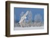 Canada, Ontario. Female snowy owl in flight.-Jaynes Gallery-Framed Premium Photographic Print