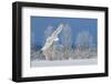 Canada, Ontario. Female snowy owl in flight.-Jaynes Gallery-Framed Photographic Print