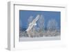 Canada, Ontario. Female snowy owl in flight.-Jaynes Gallery-Framed Photographic Print