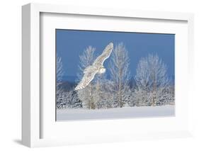 Canada, Ontario. Female snowy owl in flight.-Jaynes Gallery-Framed Photographic Print