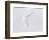 Canada, Ontario. Female snowy owl in flight.-Jaynes Gallery-Framed Photographic Print