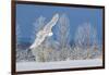 Canada, Ontario. Female snowy owl in flight.-Jaynes Gallery-Framed Photographic Print