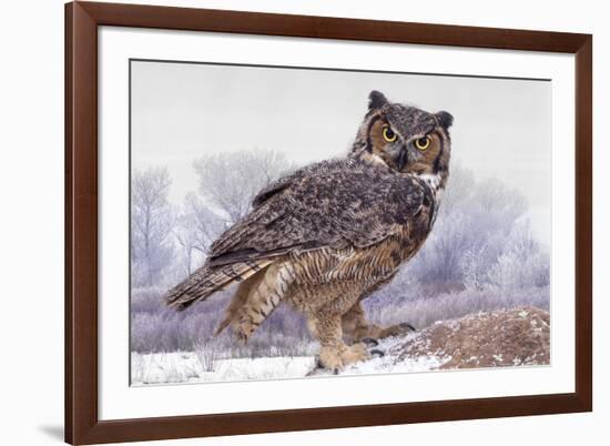 Canada, Ontario. Great horned owl close-up.-Jaynes Gallery-Framed Premium Photographic Print