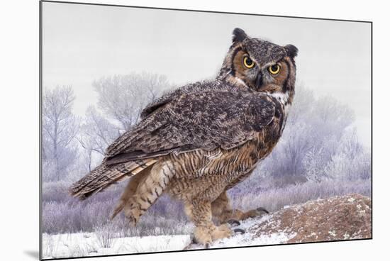 Canada, Ontario. Great horned owl close-up.-Jaynes Gallery-Mounted Premium Photographic Print