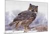 Canada, Ontario. Great horned owl close-up.-Jaynes Gallery-Mounted Premium Photographic Print