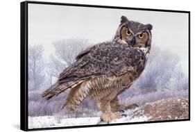 Canada, Ontario. Great horned owl close-up.-Jaynes Gallery-Framed Stretched Canvas